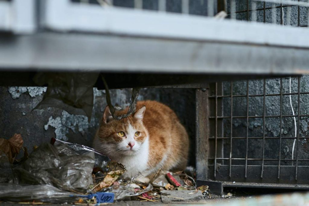 Stray cats to be sterilised in Torrevieja