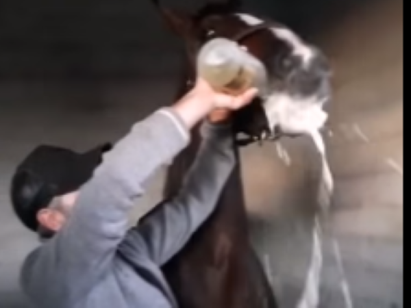 The driver made the horse drink