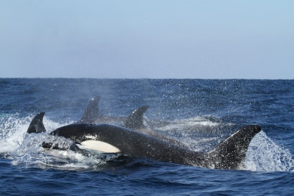 An expert offers his theory on why killer whales are attacking boats in the Strait