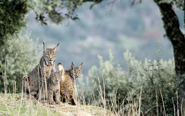 Beautiful once-endangered Iberian lynx are now thriving in Spain