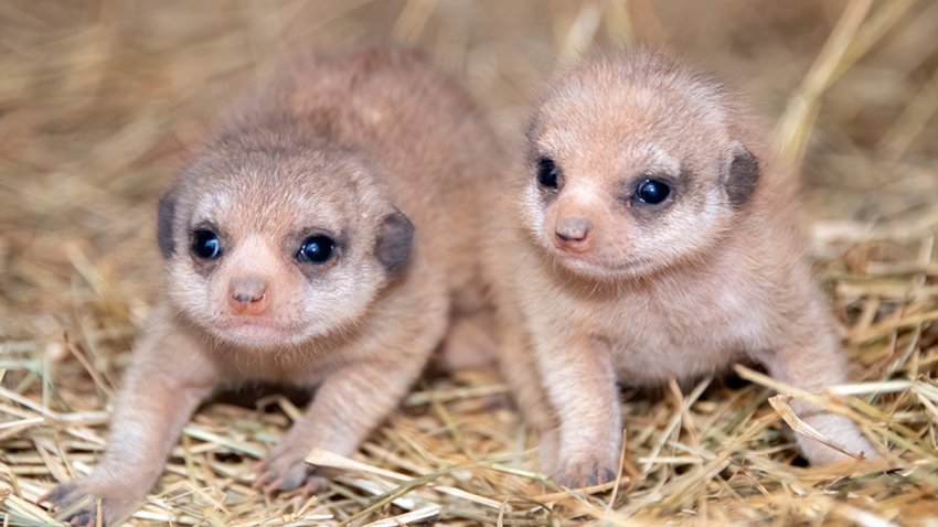 The Loro Sexi park in Almunecar welcomes two baby meerkats to its family