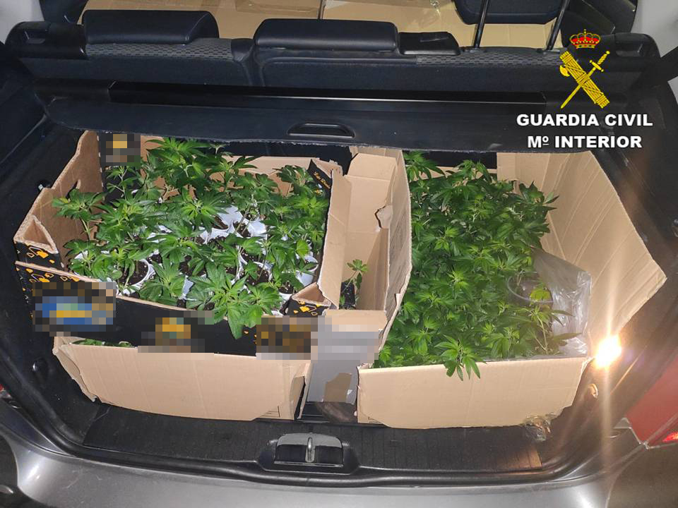 900 marijuana plants seized from a car during Covid checks in Benferri