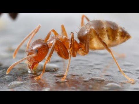 ‘Crazy ant’ species invades Costa del Sol homes