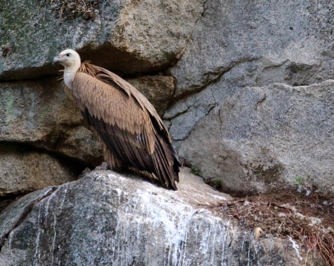 Eight Griffon vultures have fallen out of the sky in twenty days in Cadiz