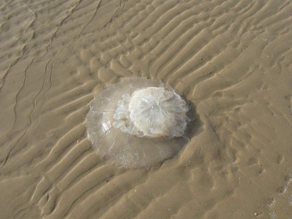 40-kilo jellyfish on local beach
