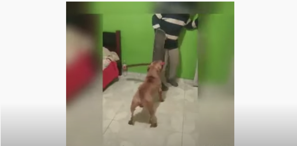 WATCH: Dog attacks man with a machete (yes, you read that correctly)