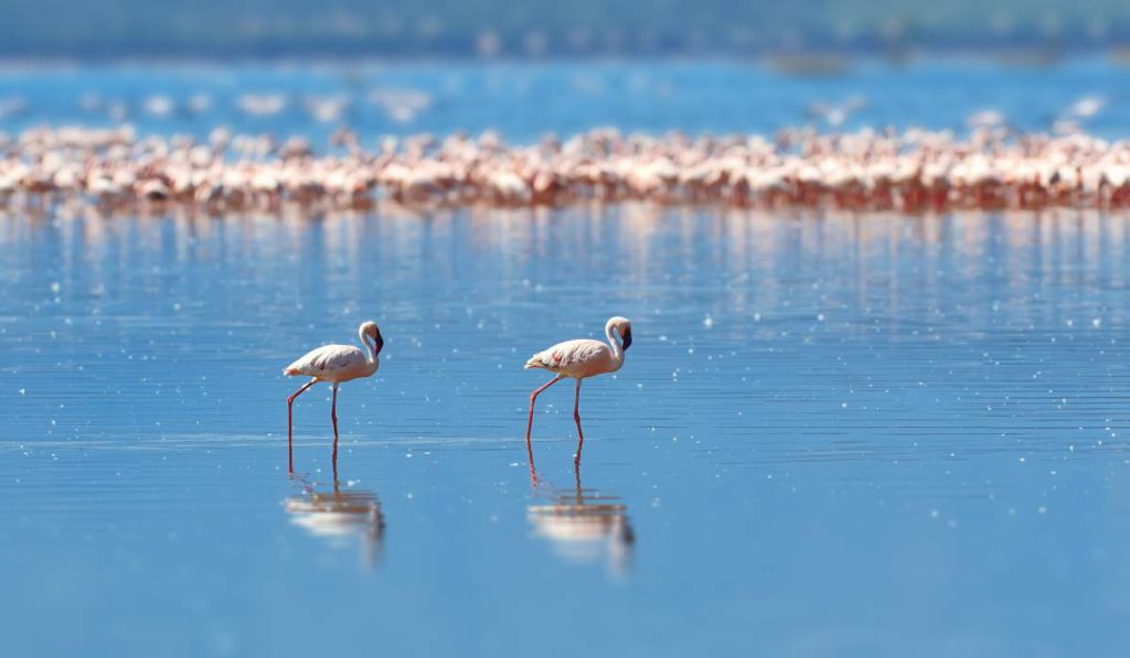 Flamingos At Fuente De Piedra Lagoon Begin Breeding