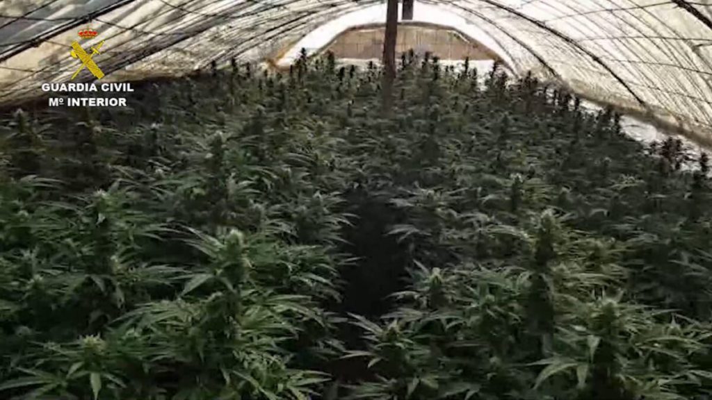 Russian Arrested In Connection With Alicante Marijuana Operation