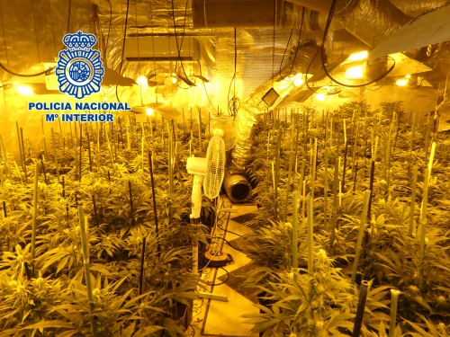 VIDEO: Police find greenhouse rammed with marijuana plants along with firearms