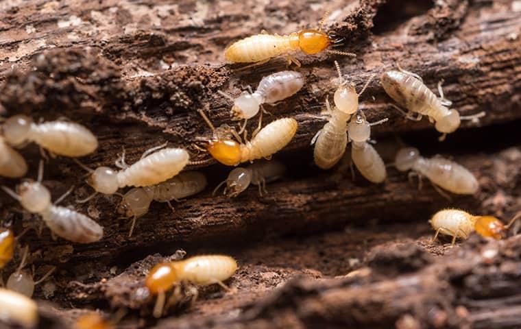 termites coin