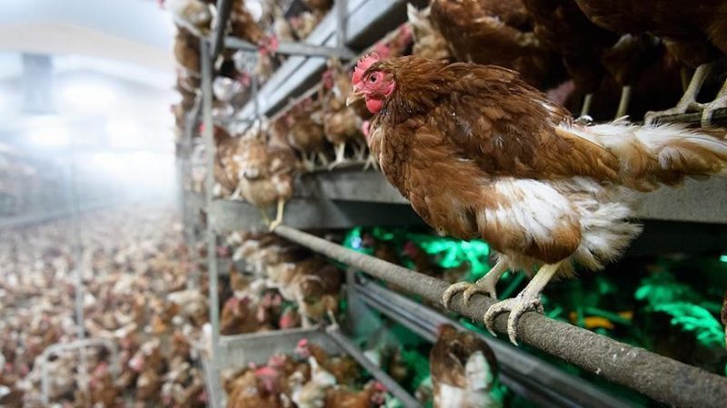 Disease controls in Wales after bird flu outbreak