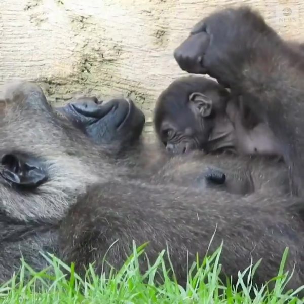 Baby Gorilla Born At Bristol Zoo
