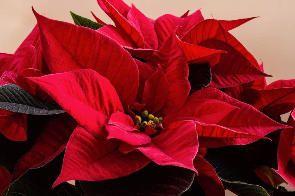 The Great Poinsettia Robbery