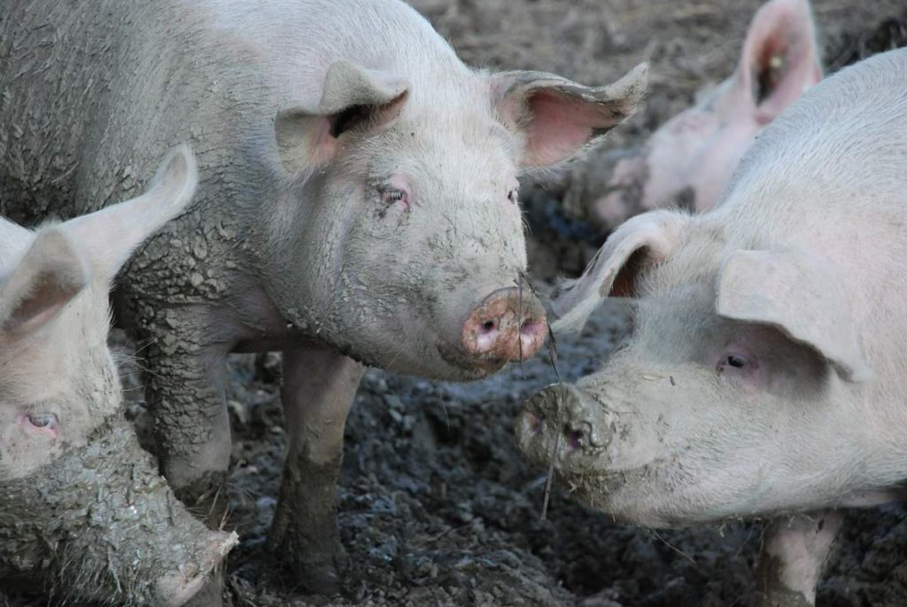 RSPCA warns of animal welfare catastrophe on farm pig culls