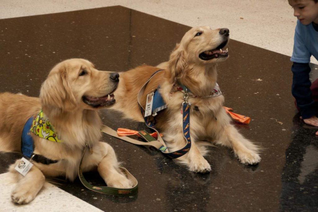 Assistance Dogs do save lives