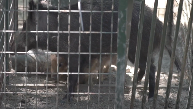 Madrid Authorities Capture 84 Wild Boars