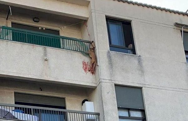 Spanish Police Rescue A Dog Hung From Its Owners Third Floor Balcony