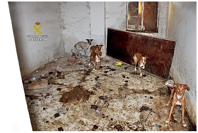 Dogs found in dreadful conditions surrounded by their own mess
