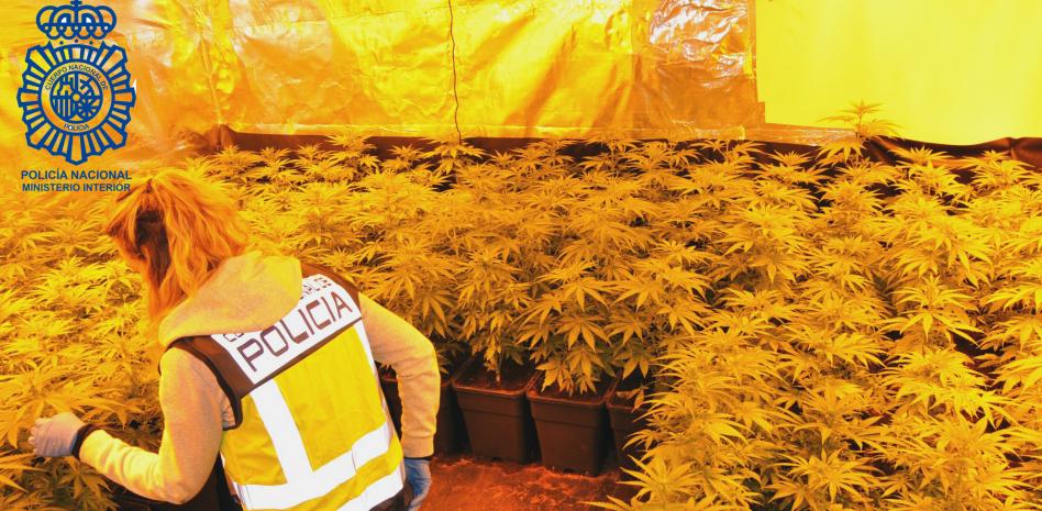 Five indoor marijuana plantations shut down