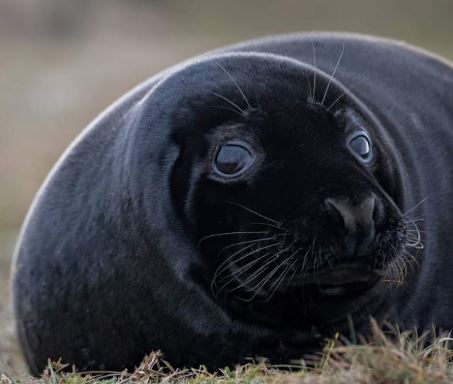Rare Black Seal Pups Seen at Nature Reserve