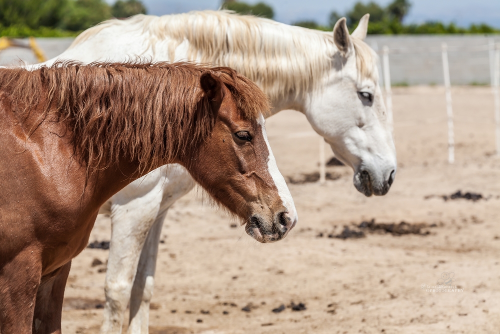 Outbreak Of Infectious Equine Virus In Spain’s Valencia