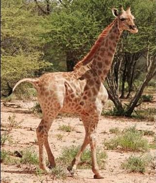 Smallest Giraffes in the World Were Born with Dwarfism