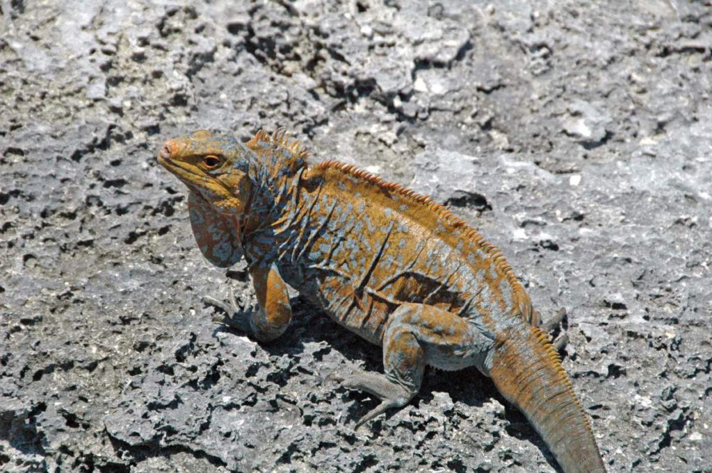 Ancient iguana burrow discovered