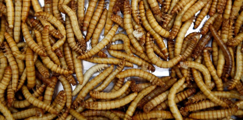 European Food Safety Agency Approves Mealworms For Human Consumption