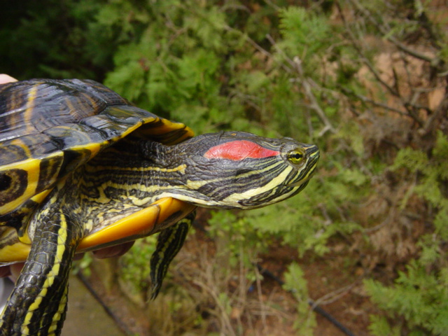 Florida turtles are the most prolific invasive species Credit: Balearic Government