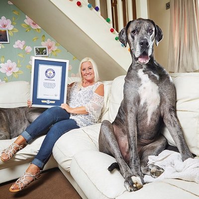 Owners Pay Tribute To World’s Tallest Dog