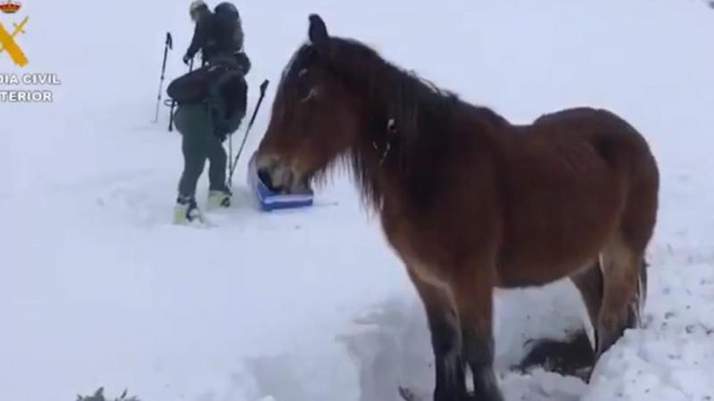 Guardia Civil Rescue Horse Trapped By Snowstorm In Spain’s Asturias