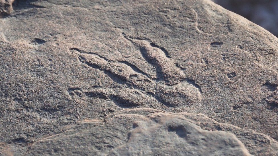 Important Dinosaur Footprint Found by Girl on Welsh Beach