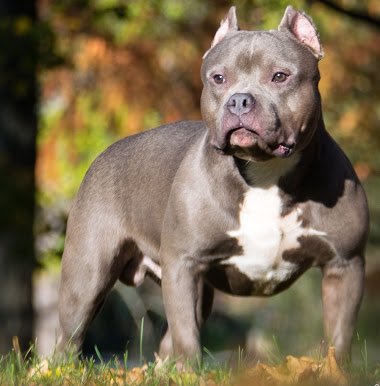 Irish Policeman Mauled by Pitbull While Arresting Its Owner