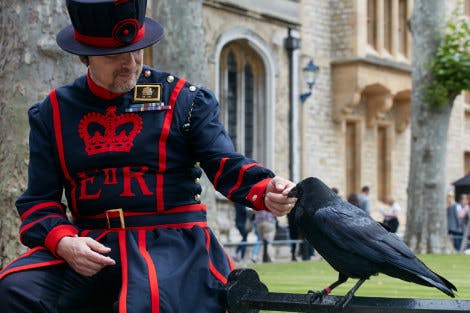 Tower of London's "Queen" Raven Missing and Feared Dead