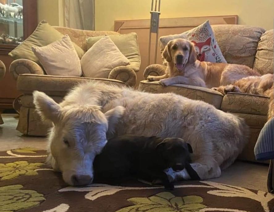 Fluffy Calf Becomes Family’s New Pet after Complications at Birth