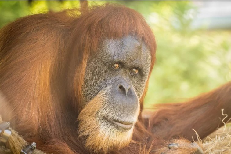 World's Oldest Orangutan Aged 61 Euthanised At Oregon Zoo