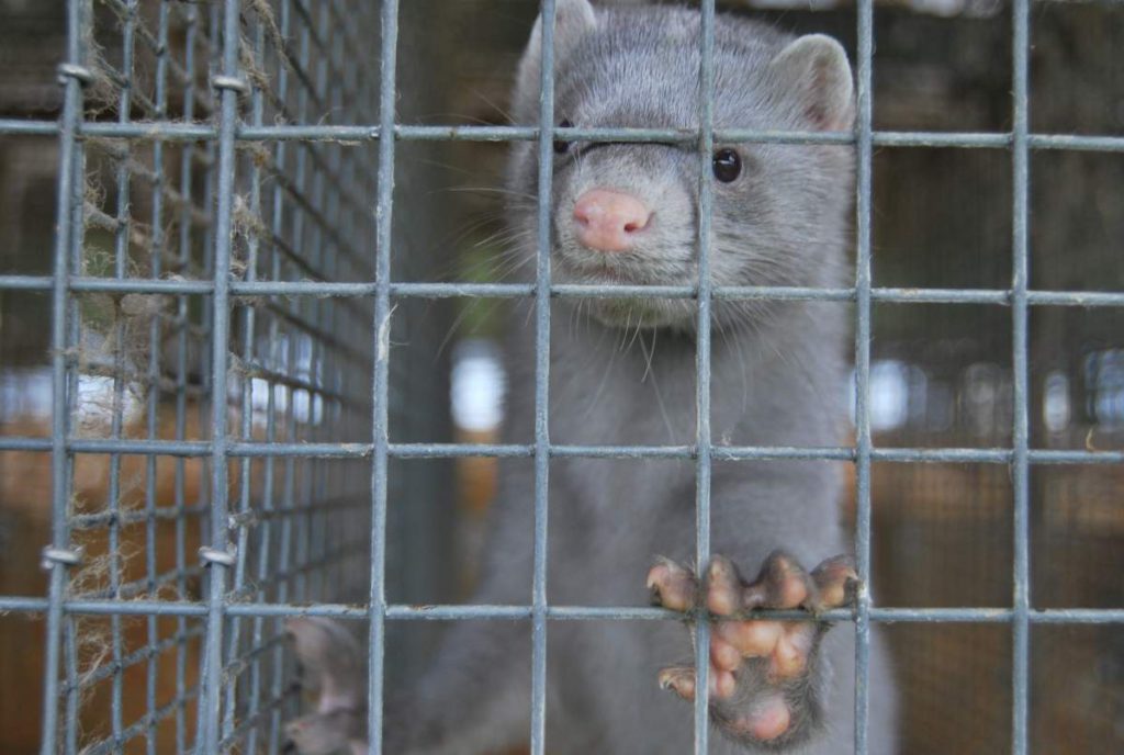 World Wildlife Fund Demands Closure Of Spanish Mink Farms