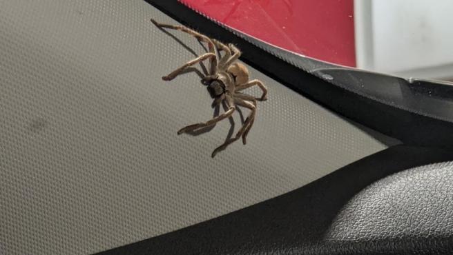 Large spider fills car with cobwebs