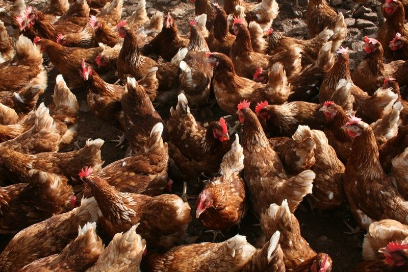 More than 100,000 birds to be culled in Northern Ireland after avian flu outbreak