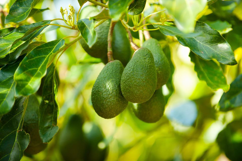 A hike in avocado prices has seen surge in raids on crops