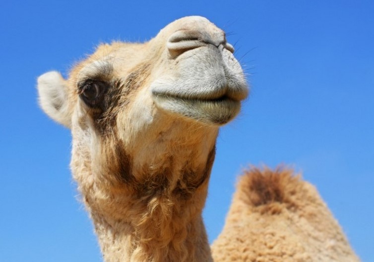 Camels Disqualified From Beauty Contest For Using Botox