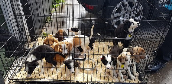 Police Break Up Dog Theft Ring And Reunite Almost 80 Dogs With Their Owners