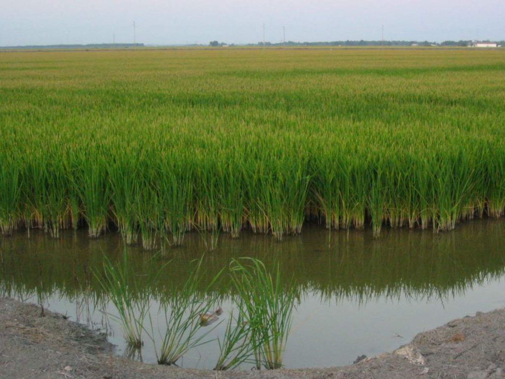 guadalquivir marsh