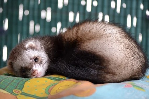 Ferret Survives After Accidentally Going Through the Wash