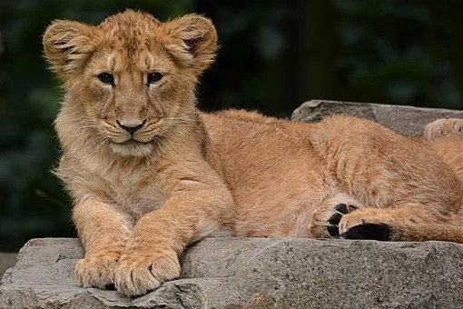 Lion Cub Smuggled Over 1000 Miles in a Box Lost Both His Eyes