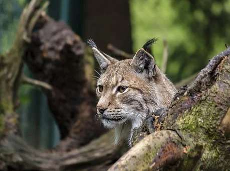 UK Farmers’ Fears as Wild Lynx Could Be Reintroduced
