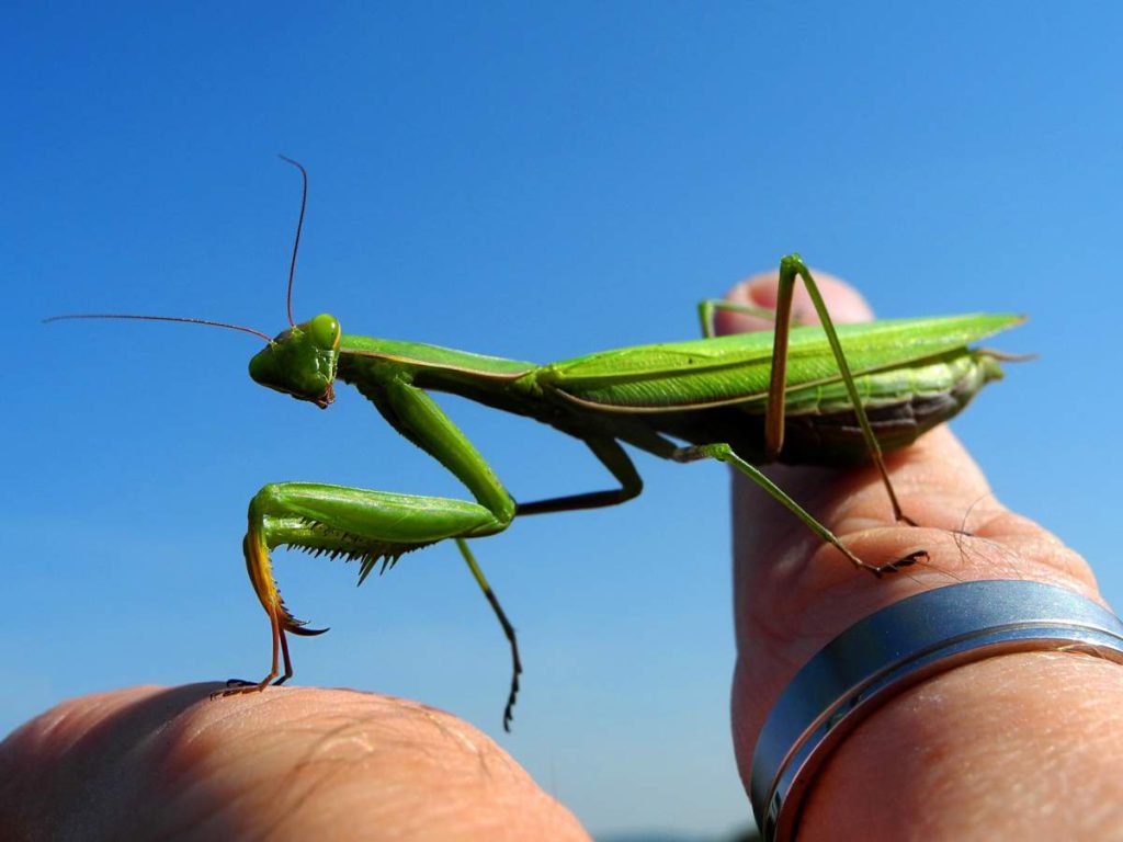 Male mantises evolve to avoid being eaten after mating