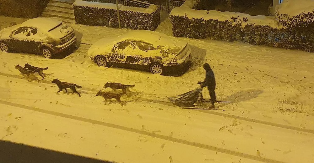 Mystery of Madrid dog sled puzzling social media solved