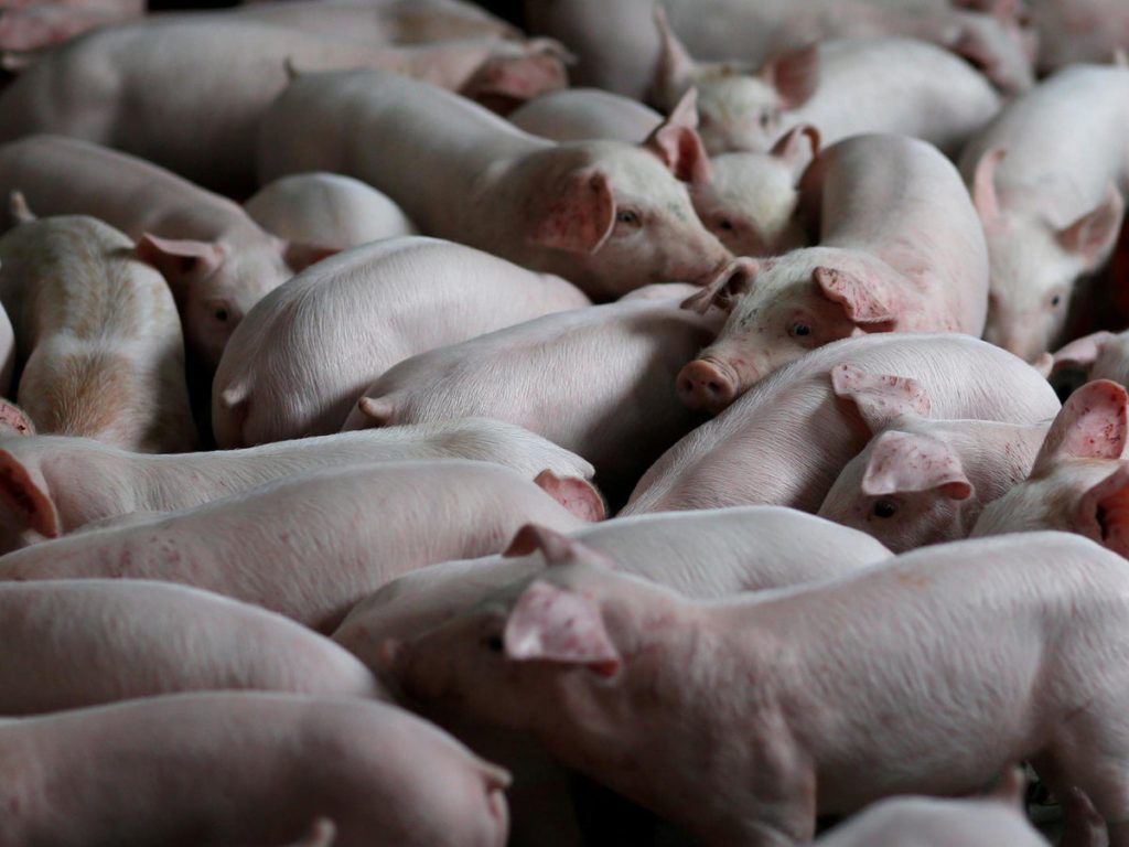 Pigs in blankets under threat this Christmas due to mass cull of pigs