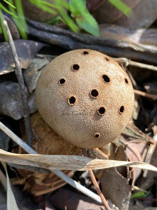 Young explorers unearth "very rare and endangered" mushroom